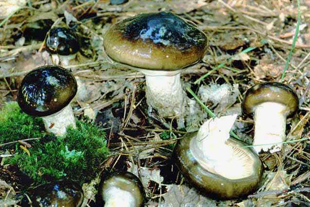 Hygrophorus fuligineus